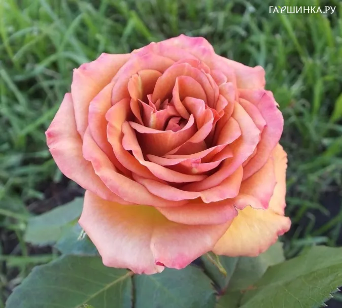 Роза Марракеш