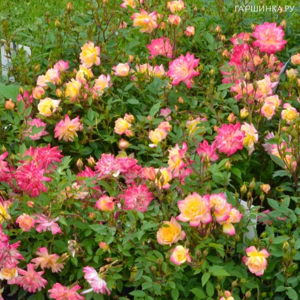 Роза Бэби Маскарад