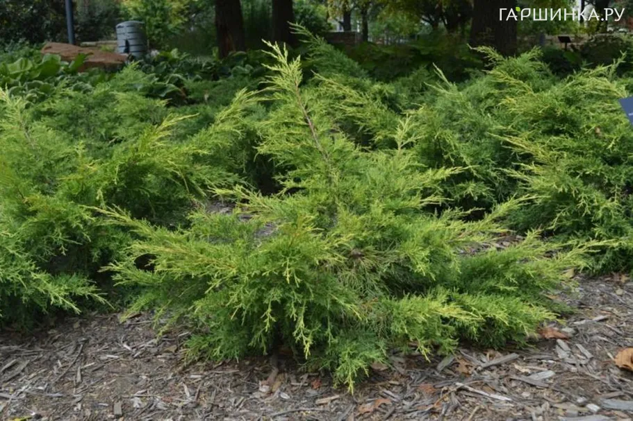 Можжевельник Пфитцера Вильгельм Пфитцер
