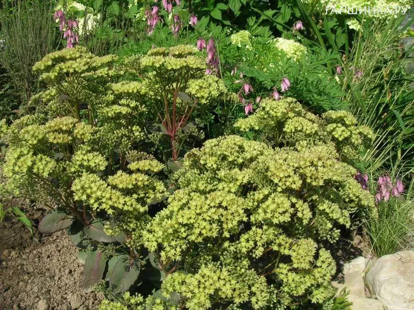 Очиток (седум) Citrus Twist