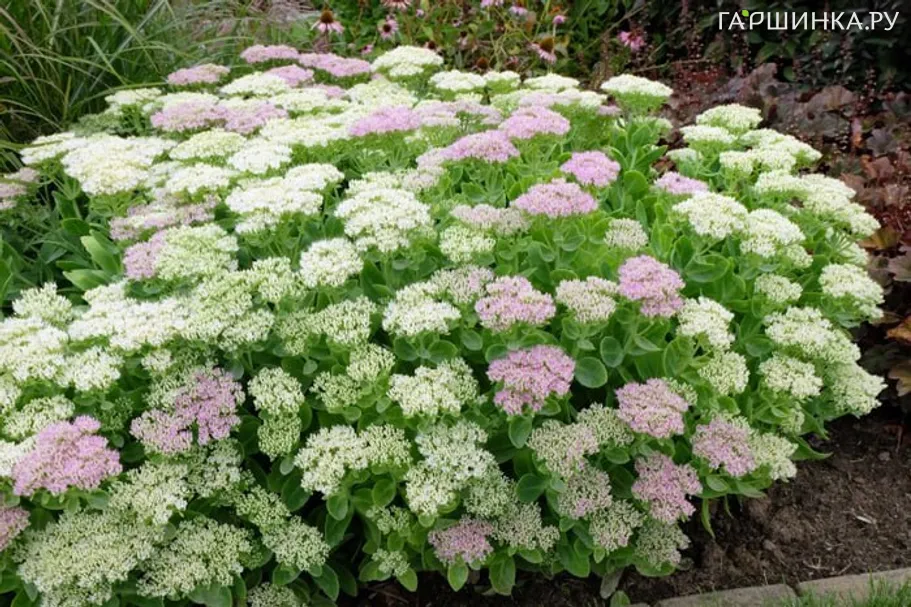 Очиток (седум) Стардаст