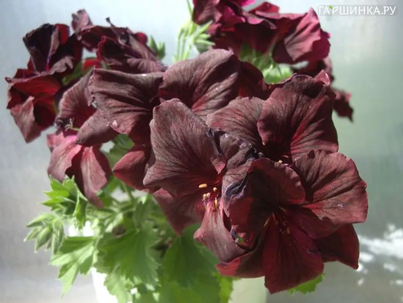 Пеларгония королевская Dark Velvet