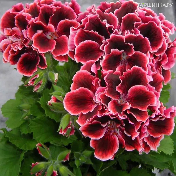Пеларгония королевская Элеганс Адель