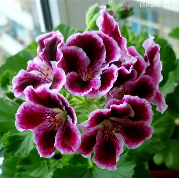 Пеларгония королевская Элеганс Империал