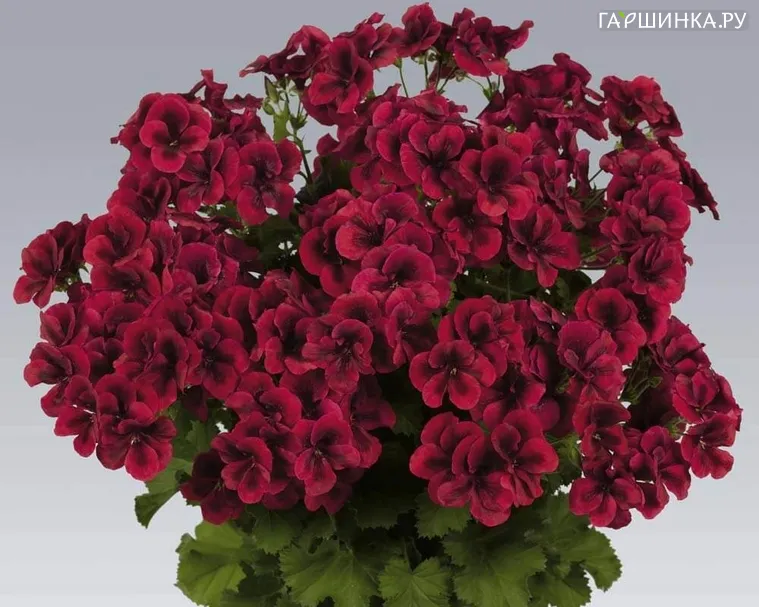 Пеларгония королевская Regalia Dark Red