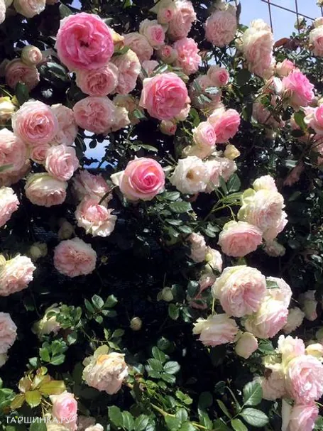 Роза Пьер Де Ронсар/Эден Роуз, Мейян (лиц)