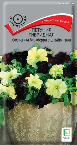 Петуния гибридная Софистика Блекберри энд лайм грин 5, Поиск