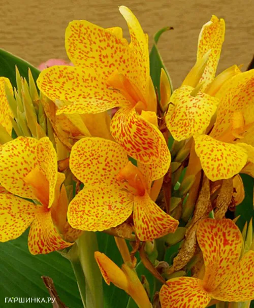 Канна Пикассо