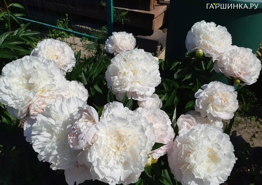 Пион Мазерс Чойс