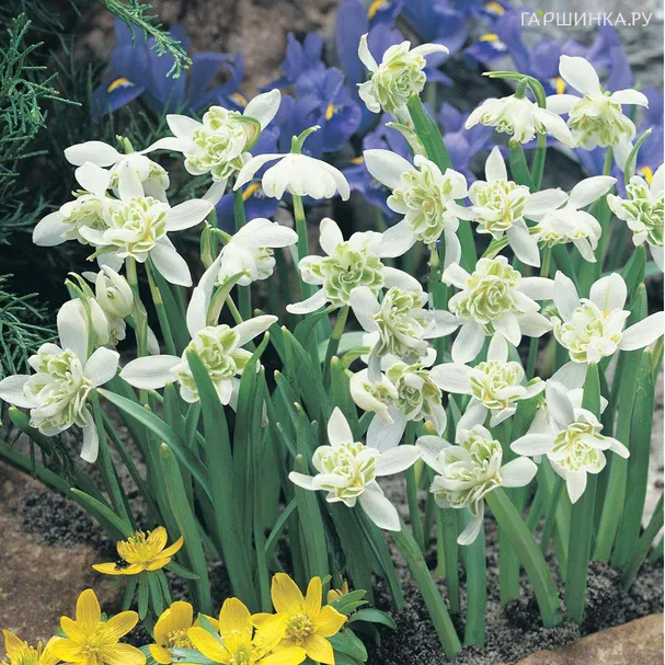 Подснежник Флоре Плено