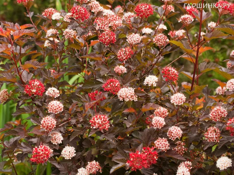 Пузыреплодник Диабл Дор