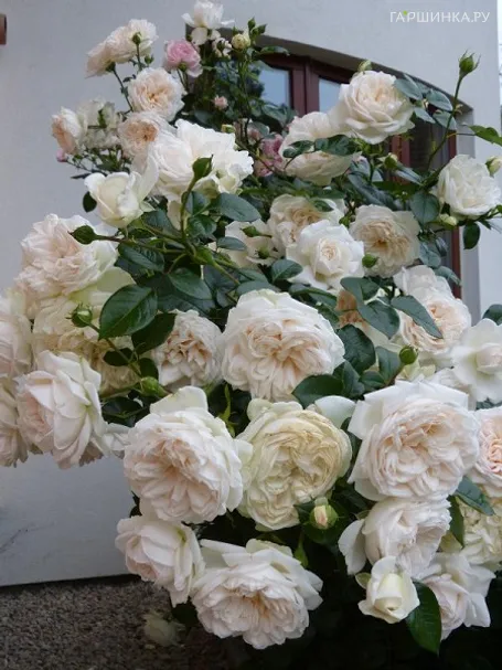 Роза Саммер Меморис, Кордес (лиц)