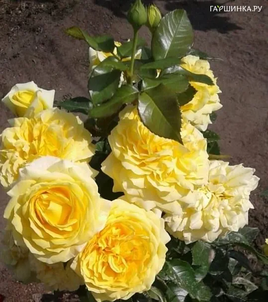 Роза Чайна Герл флорибунда, Империал Роуз Imperial Rose