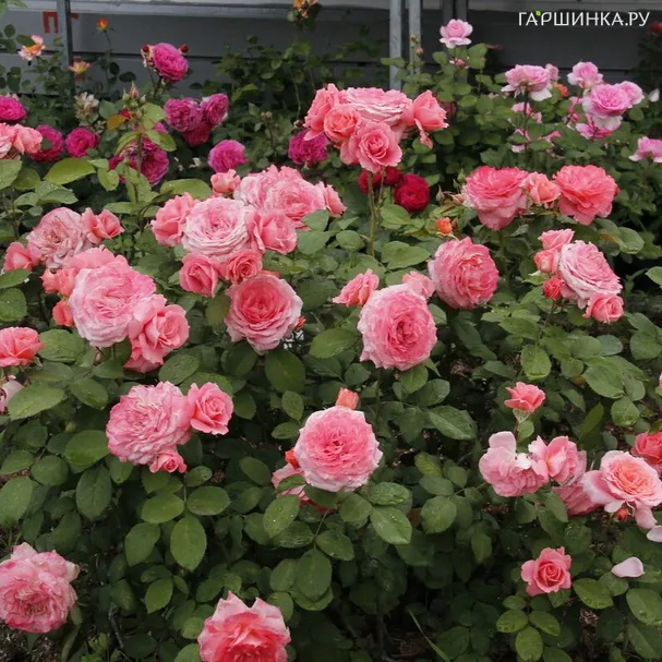 Роза Институт Люмьер