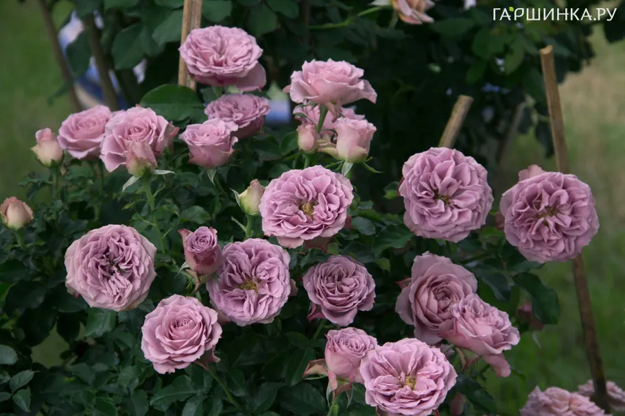 Роза Квиксильвер