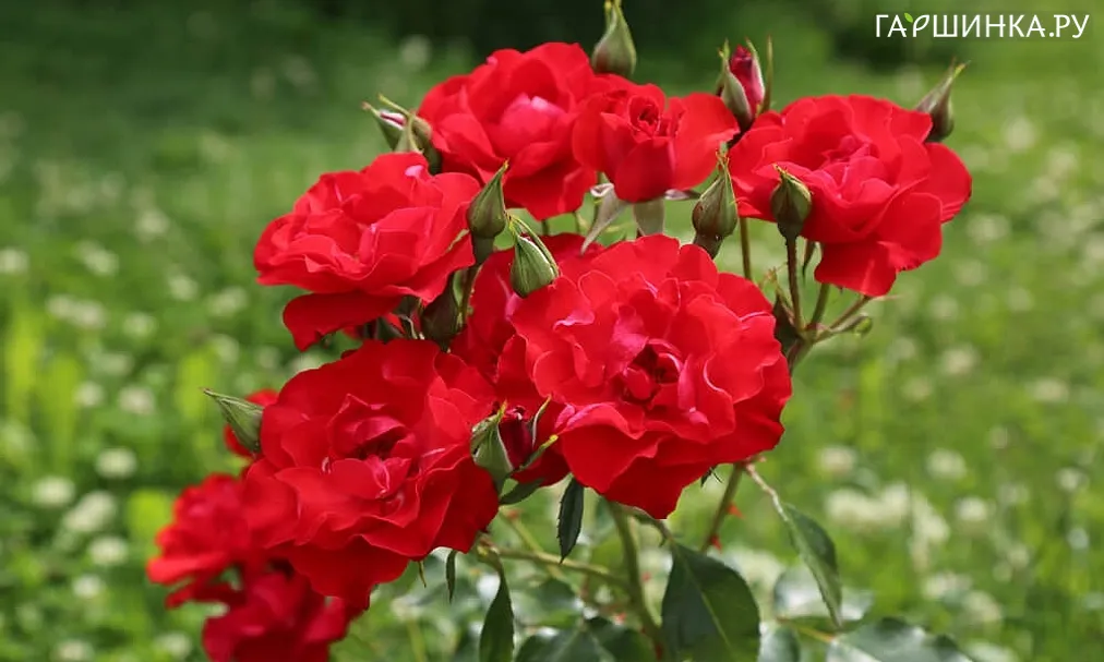 Роза Абендглют флорибунда, Империал Роуз Imperial Rose