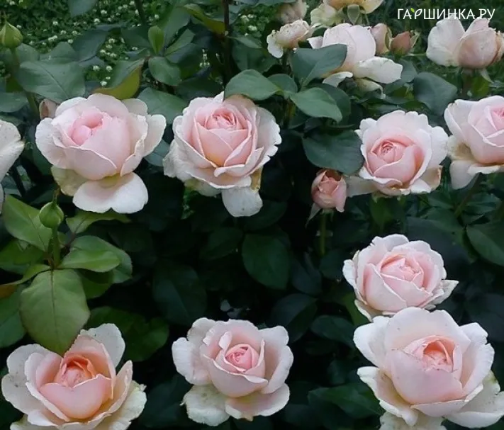 Роза Андре Ле Нотр