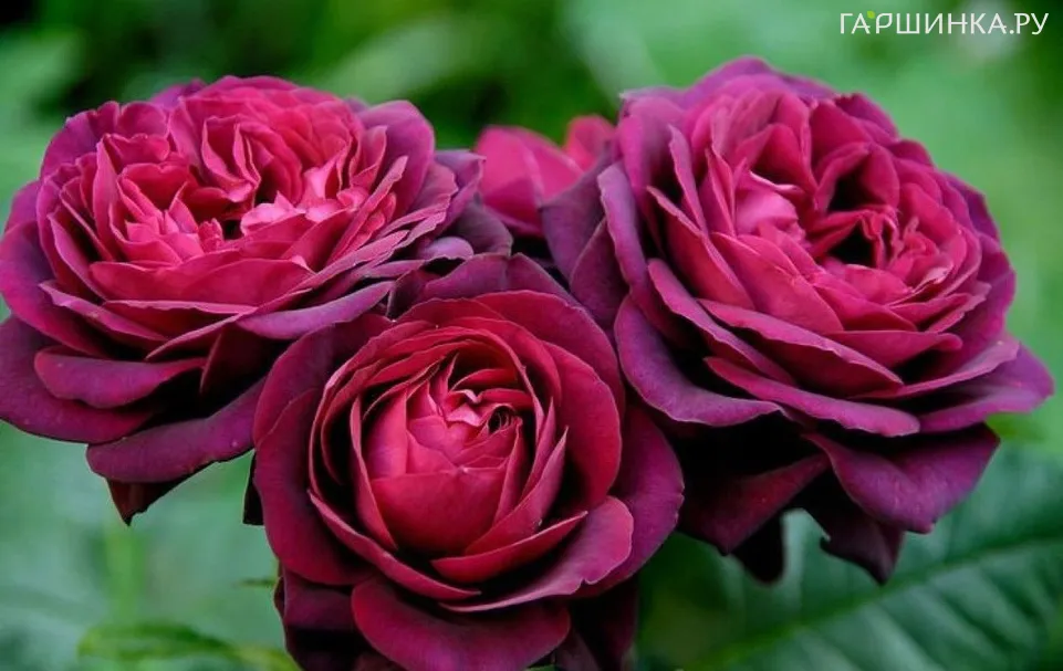 Роза Астрид Графин фон Харденберг кустарниковая, Тантау (лиц)