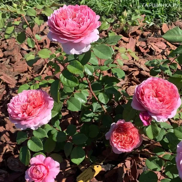 Роза Айсфогель чайно-гибридная