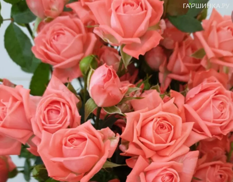 Роза Барбадос, Интерплант (лиц)