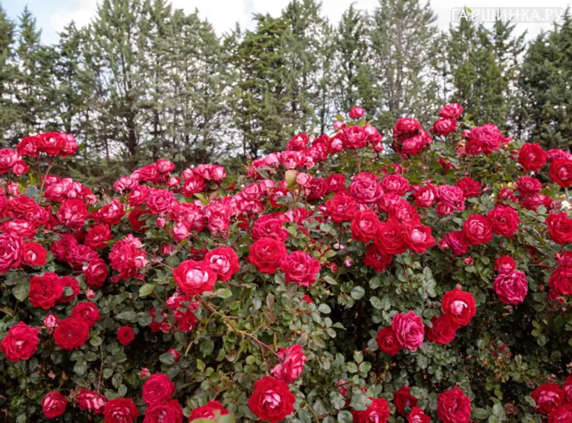 Роза Бель Де Грасс, Мейян (лиц)