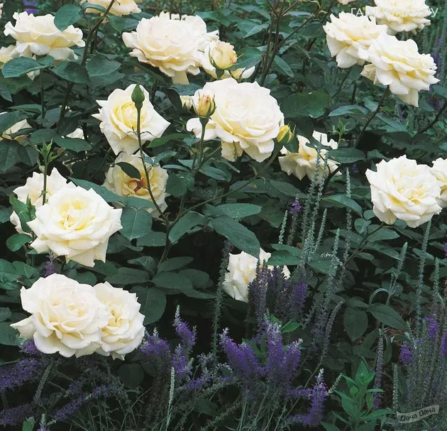 Роза Боинг чайно-гибридная