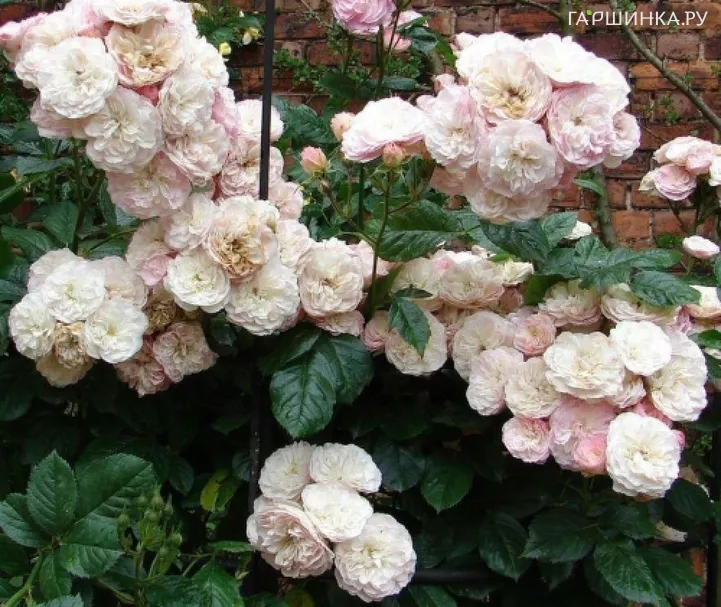 Роза Букет Парфэ мускусная, Ленс (лиц)