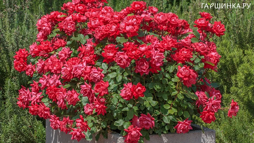 Роза Дабл Нок Аут, Мейян (лиц)