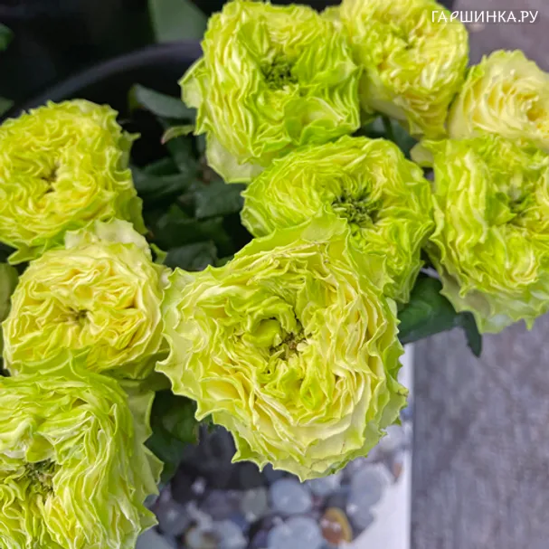 Роза Дениз