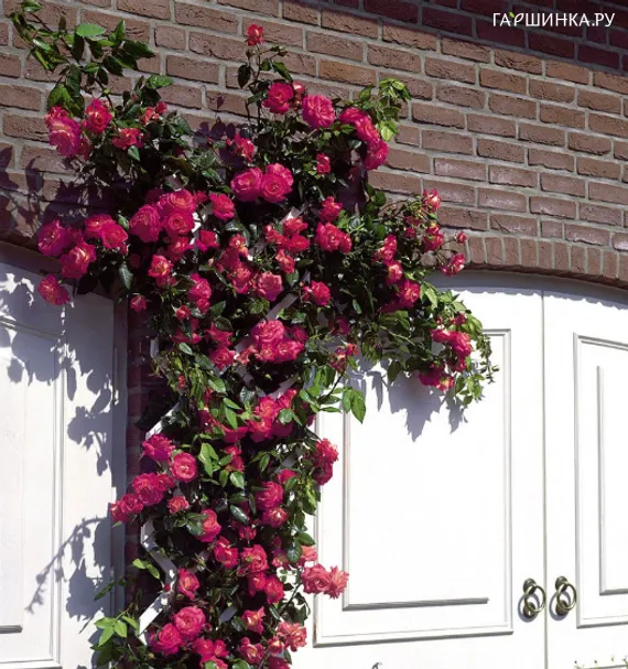 Роза Деспот плетистая, Imperial Rose