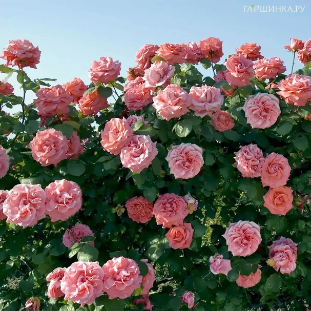 Роза Ди Ди Бриджвотер