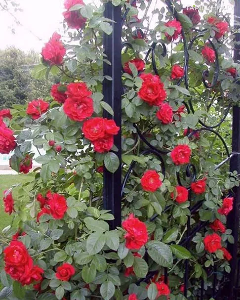 Роза Дон Жуан плетистая, Топалович (лиц)