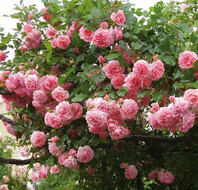 Роза Дрим Вивер