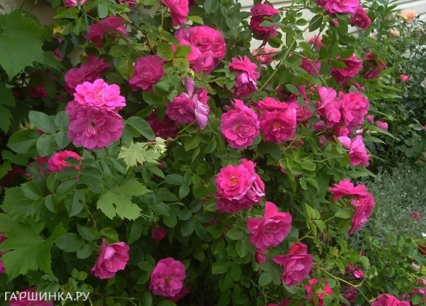 Роза Джон Кэбот канадская парковая (лиц)