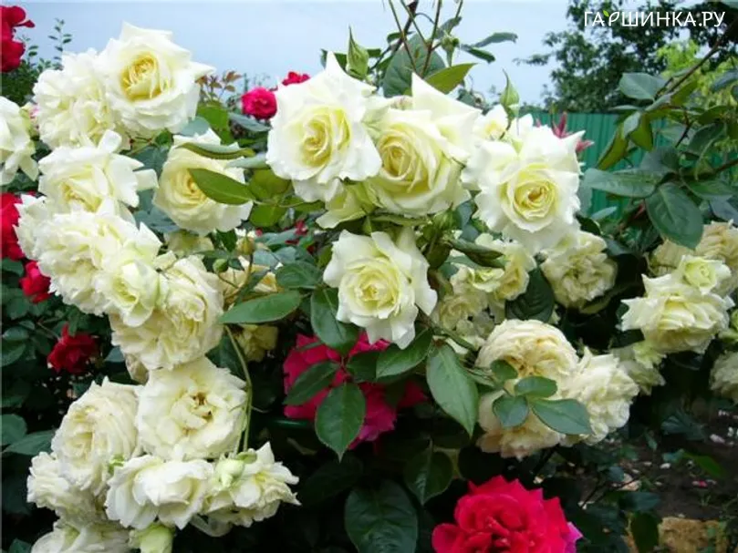 Роза Эльф плетистая, Топалович (лиц)