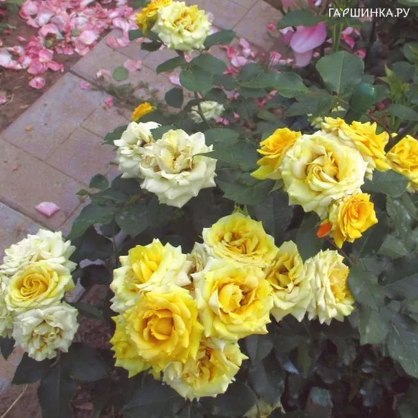 Роза Еллоу Бейби