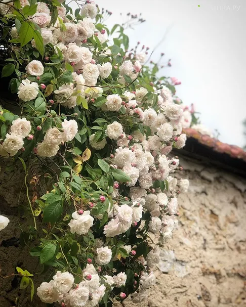 Роза Фэлисит и  Перпетю, Гийо (лиц)