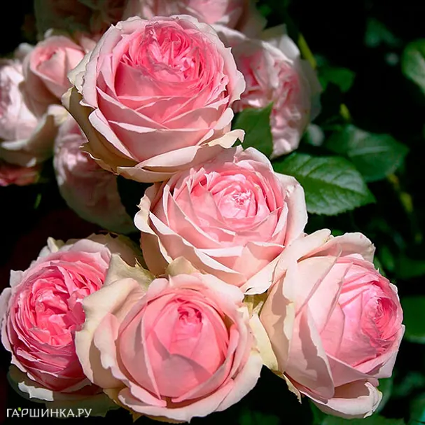 Роза Фест Леди кустарниковая, Тантау (лиц)