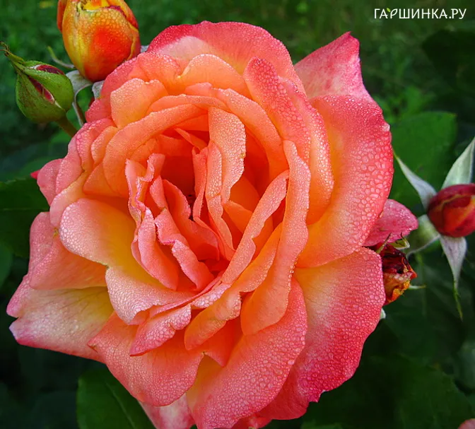 Роза Филипп Нуаре, Мейян (лиц)