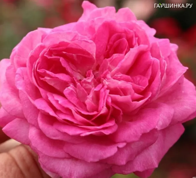 Роза Фройлен Мария