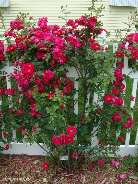 Роза Генри Келси канадская парковая (лиц)