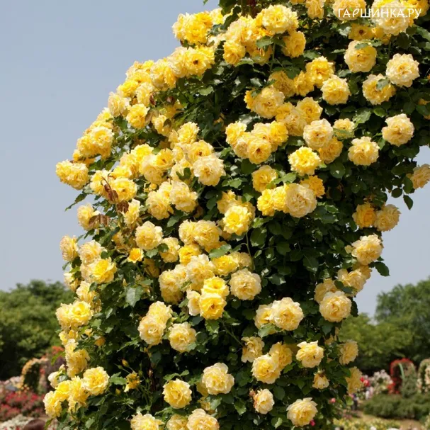 Роза Голдштерн плетистая, Тантау (лиц)
