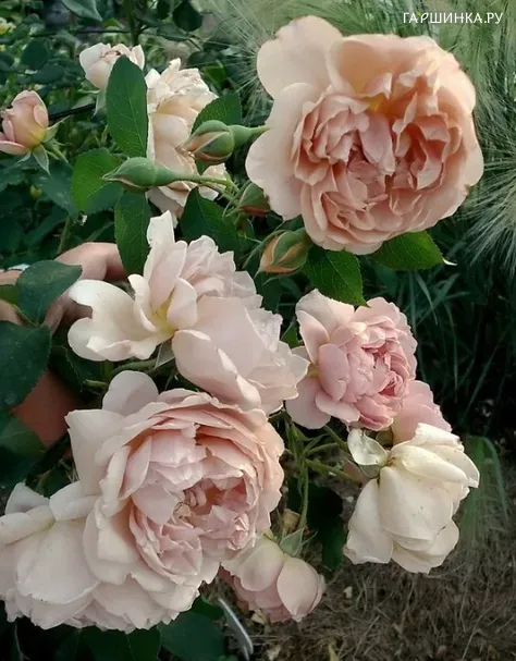 Роза Кафе