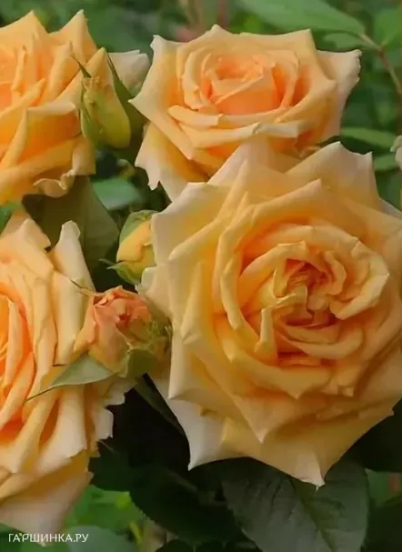 Роза Капучино чайно-гибридная, Тантау (лиц)