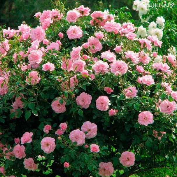 Роза Хайди канадская парковая (лиц)