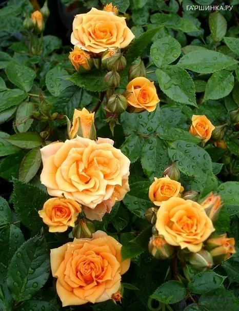 Роза Клара миниатюрная, Imperial Rose
