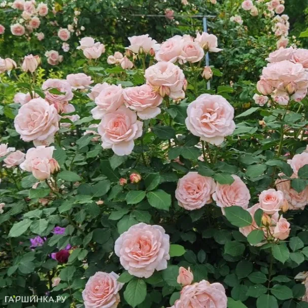 Роза Клер Ренессанс, Пулсен (лиц)