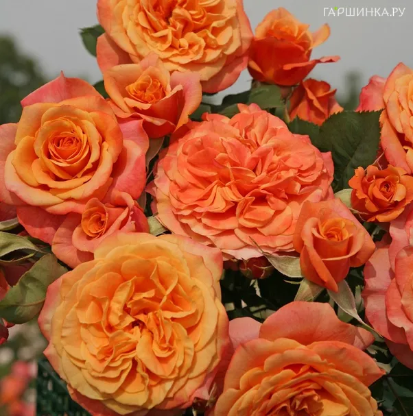 Роза Ла Вилла Котта кустарниковая, Кордес (лиц)