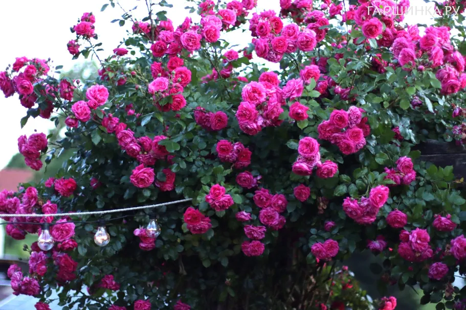 Роза Лагуна плетистая, Топалович (лиц)