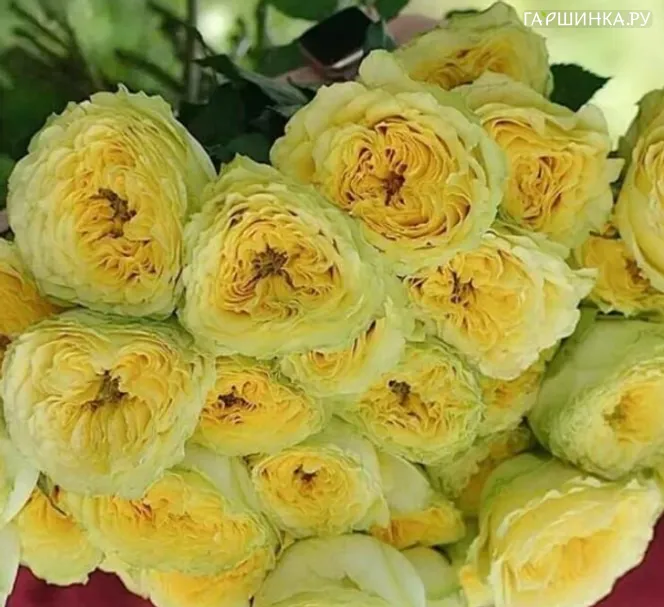 Роза Лемон Зесте